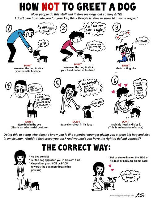 How to great a dog the correct way